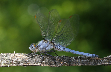 Südlicher Blaupfeil (Orthetrum brunneum) - © Gernot Kunz